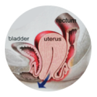 urogynecology-icon urogynecology-icon